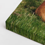 cuadro canvas vida salvaje rey león con cachorros horizontal