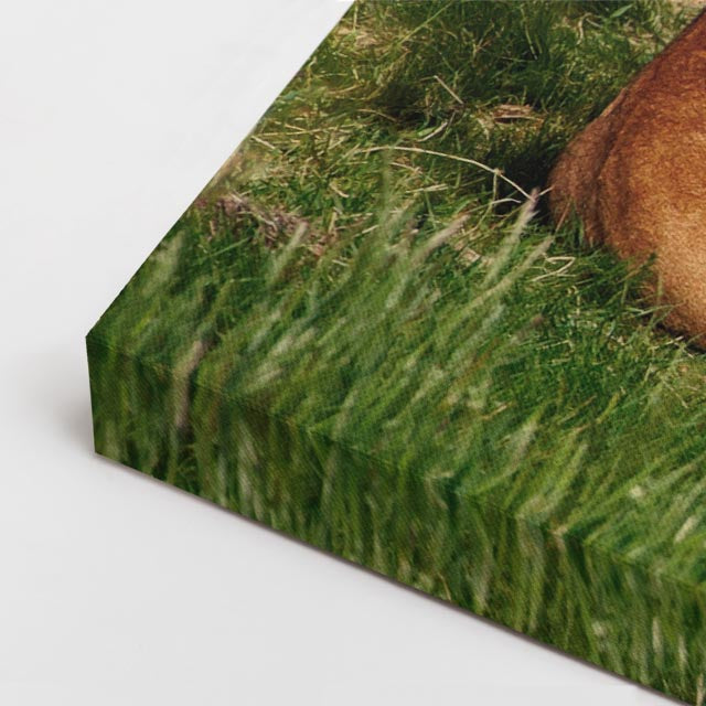 cuadro canvas vida salvaje rey león con cachorros horizontal