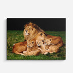 cuadro canvas vida salvaje rey león con cachorros horizontal