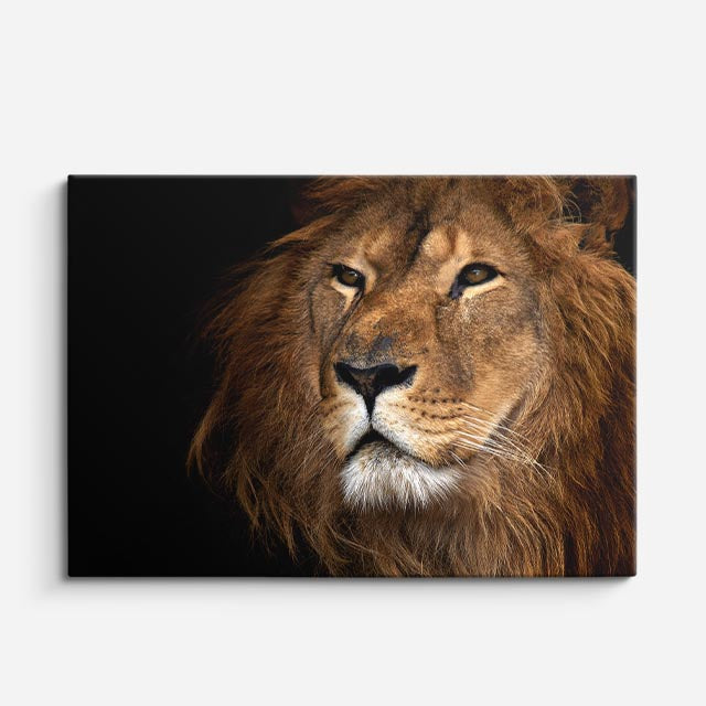 cuadro canvas vida salvaje león alfa retrato horizontal