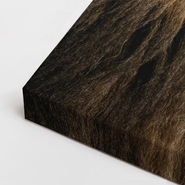 cuadro canvas vida salvaje perfil león dorado horizontal