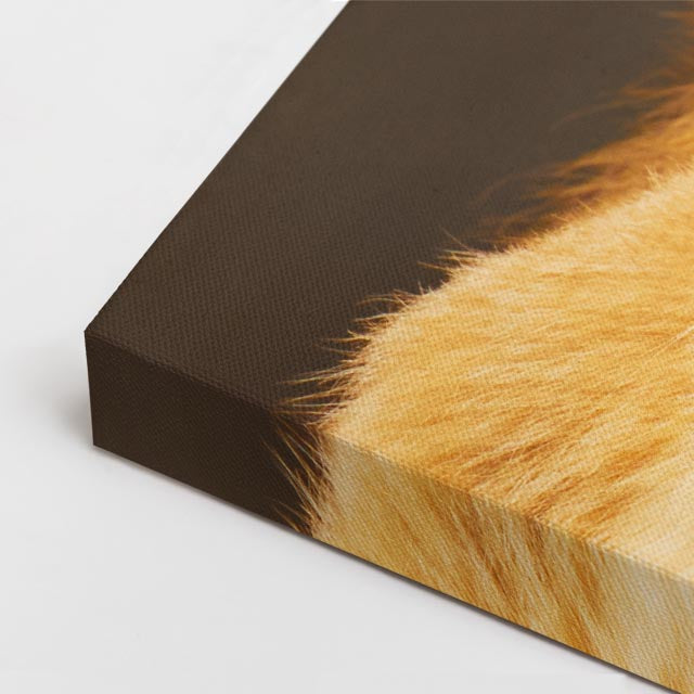 cuadro canvas vida salvaje familia león dorado horizontal