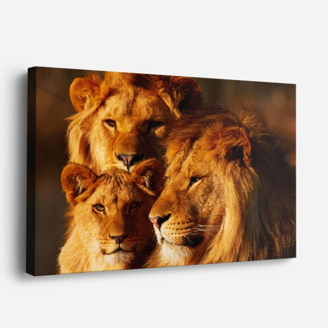 cuadro canvas vida salvaje familia león dorado horizontal