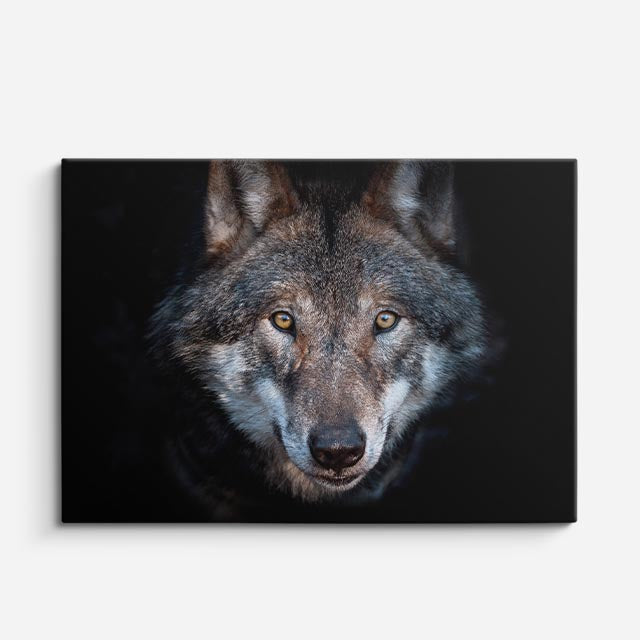 cuadro canvas vida salvaje mirada del lobo salvaje horizontal