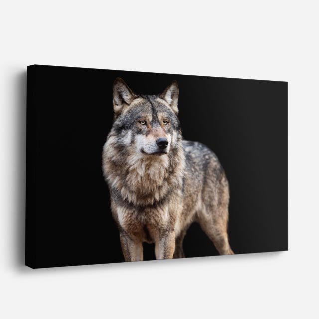 cuadro canvas vida salvaje lobo gris del norte horizontal