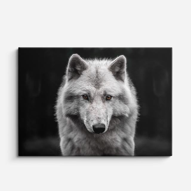 cuadro canvas vida salvaje lobo blanco fantasma horizontal
