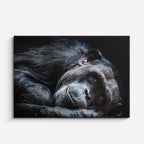 cuadro canvas vida salvaje chimpancé descansando horizontal