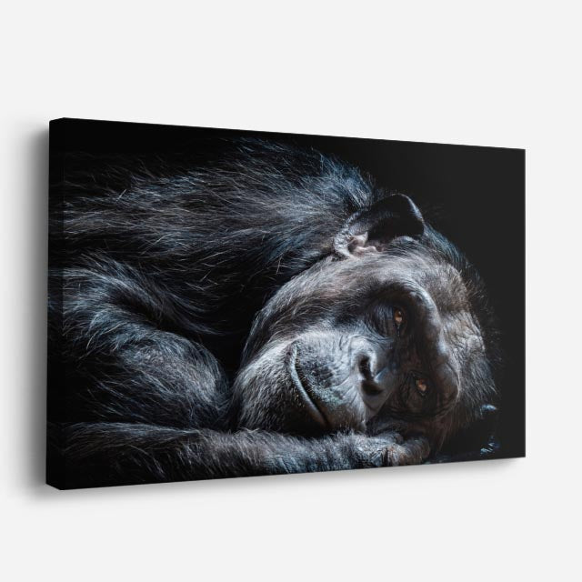 cuadro canvas vida salvaje chimpancé descansando horizontal