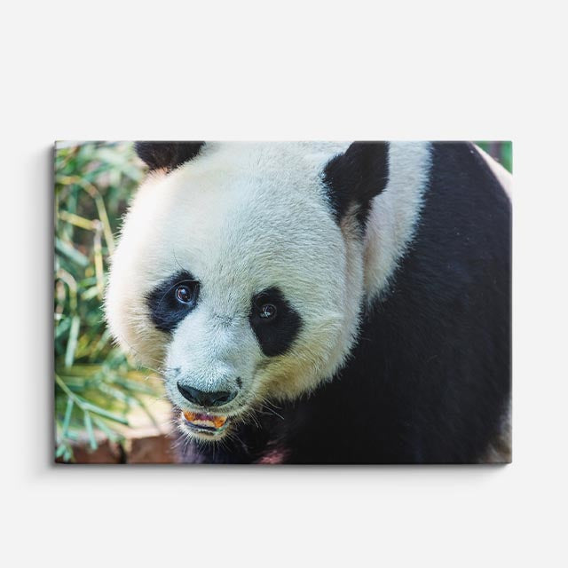 cuadro canvas vida salvaje panda gigante horizontal