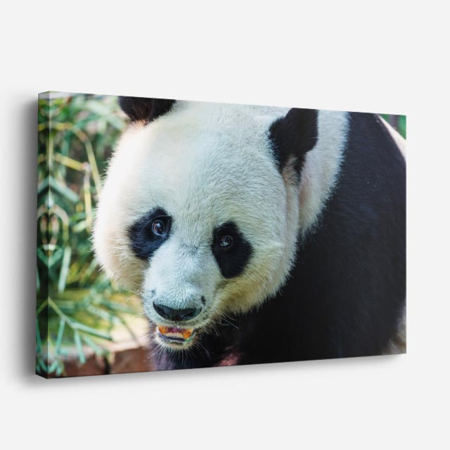 cuadro canvas vida salvaje panda gigante horizontal