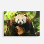 cuadro canvas vida salvaje panda rojo curioso horizontal