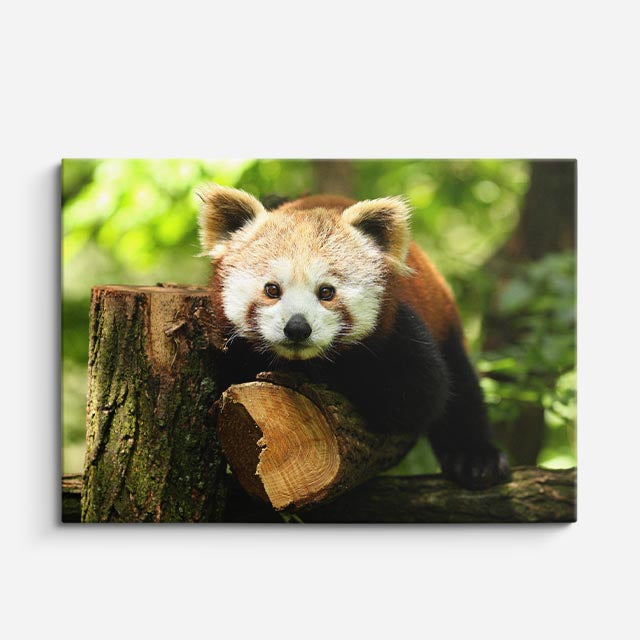 cuadro canvas vida salvaje panda rojo curioso horizontal