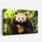cuadro canvas vida salvaje panda rojo curioso horizontal