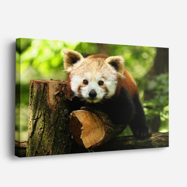 cuadro canvas vida salvaje panda rojo curioso horizontal