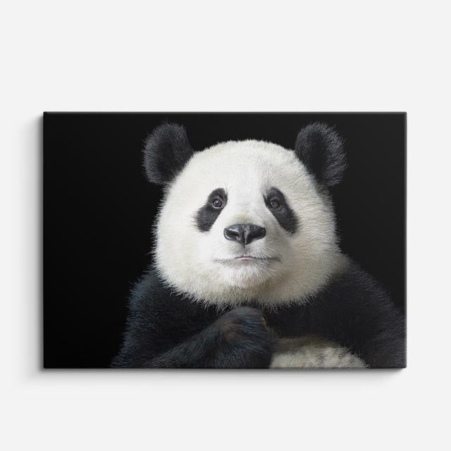 cuadro canvas vida salvaje retrato panda horizontal