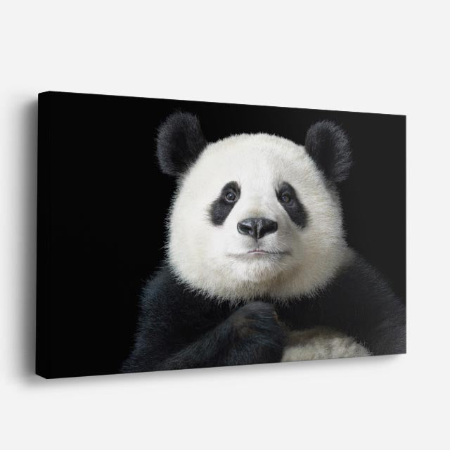 cuadro canvas vida salvaje retrato panda horizontal