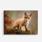 cuadro canvas vida salvaje zorro joven explorador horizontal