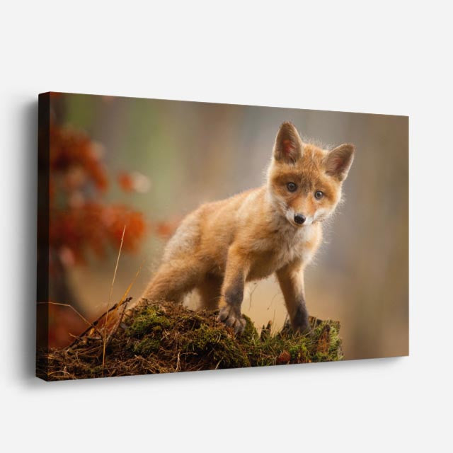 cuadro canvas vida salvaje zorro joven explorador horizontal
