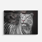 cuadro canvas vida salvaje tigre blanco elegante horizontal
