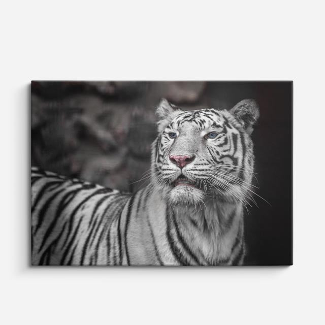 cuadro canvas vida salvaje tigre blanco elegante horizontal