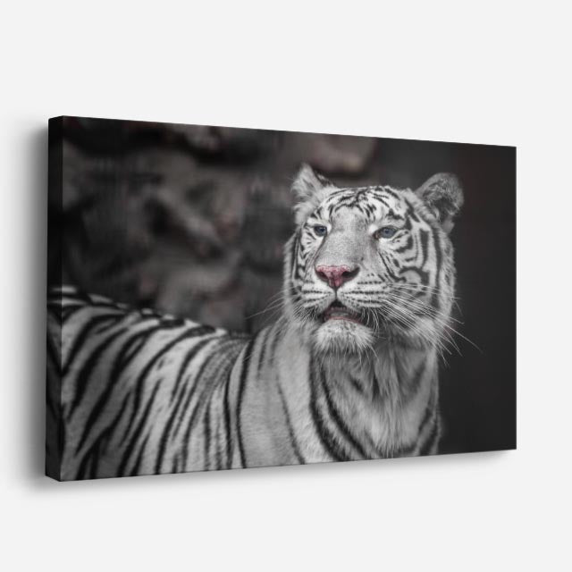 cuadro canvas vida salvaje tigre blanco elegante horizontal