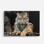 cuadro canvas vida salvaje tigre salvaje retrato horizontal