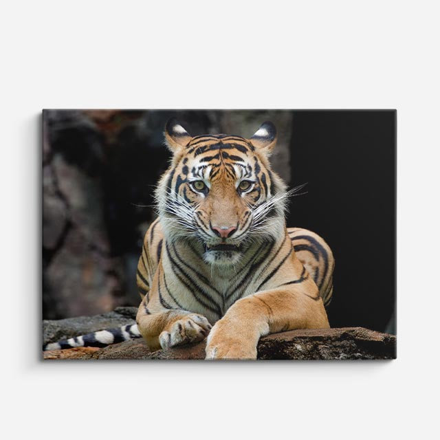 cuadro canvas vida salvaje tigre salvaje retrato horizontal