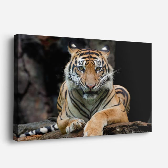 cuadro canvas vida salvaje tigre salvaje retrato horizontal