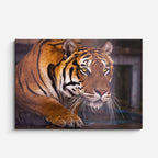 cuadro canvas vida salvaje tigre dorado mirada horizontal