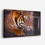 cuadro canvas vida salvaje tigre dorado mirada horizontal