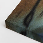 cuadro canvas vida salvaje mirada del tigre horizontal