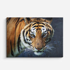 cuadro canvas vida salvaje mirada del tigre horizontal