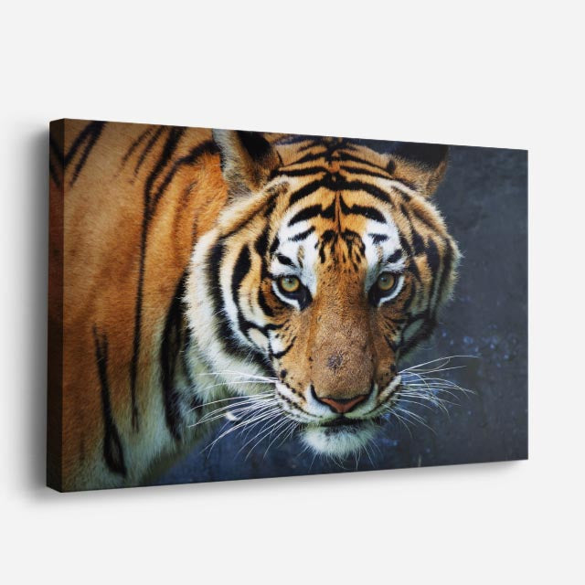 cuadro canvas vida salvaje mirada del tigre horizontal