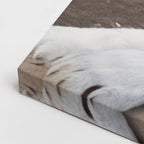 cuadro canvas vida salvaje tigre blanco sereno horizontal