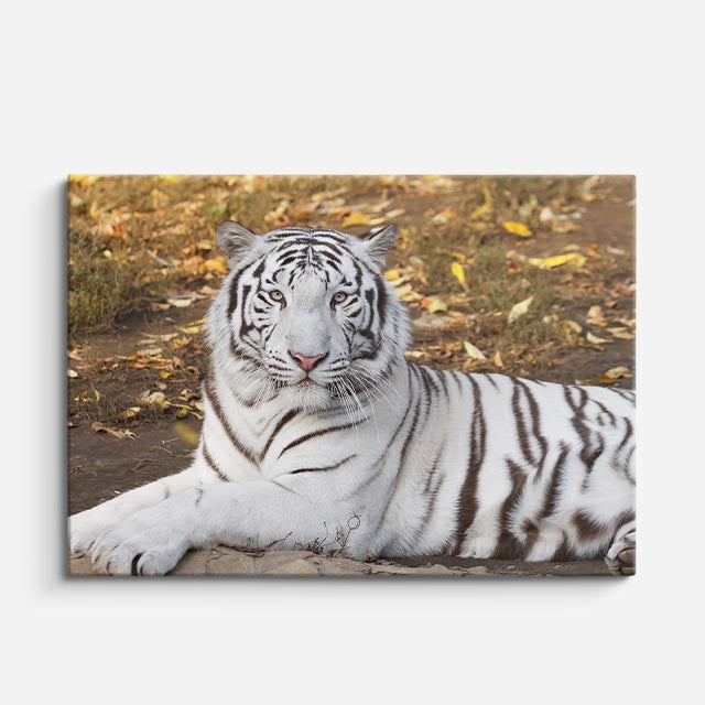 cuadro canvas vida salvaje tigre blanco sereno horizontal