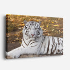 cuadro canvas vida salvaje tigre blanco sereno horizontal