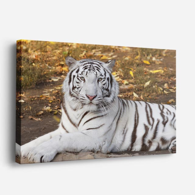 cuadro canvas vida salvaje tigre blanco sereno horizontal