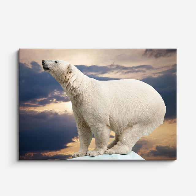 cuadro canvas vida salvaje oso polar del ártico horizontal
