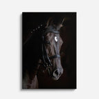 cuadro canvas vida salvaje caballo negro noble vertical