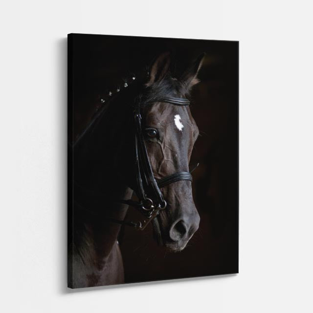 cuadro canvas vida salvaje caballo negro noble vertical