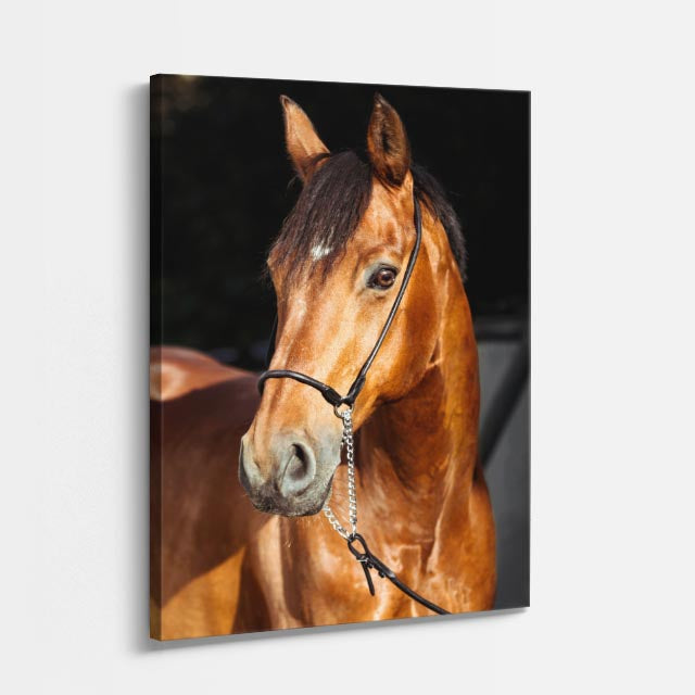 cuadro canvas vida salvaje caballo de oro vertical