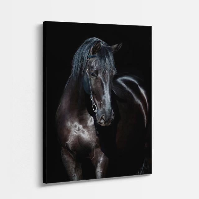 cuadro canvas vida salvaje caballo de ébano vertical
