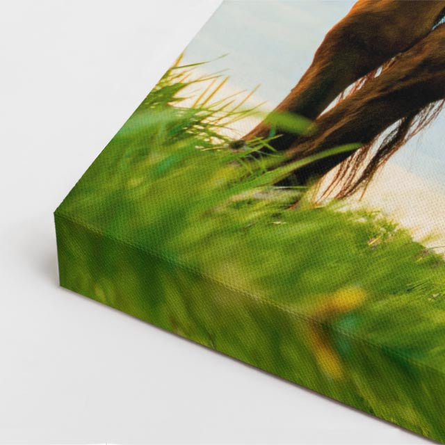 cuadro canvas vida salvaje caballo del campo vertical