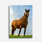 cuadro canvas vida salvaje caballo del campo vertical