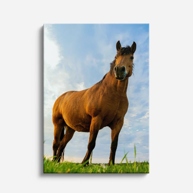 cuadro canvas vida salvaje caballo del campo vertical