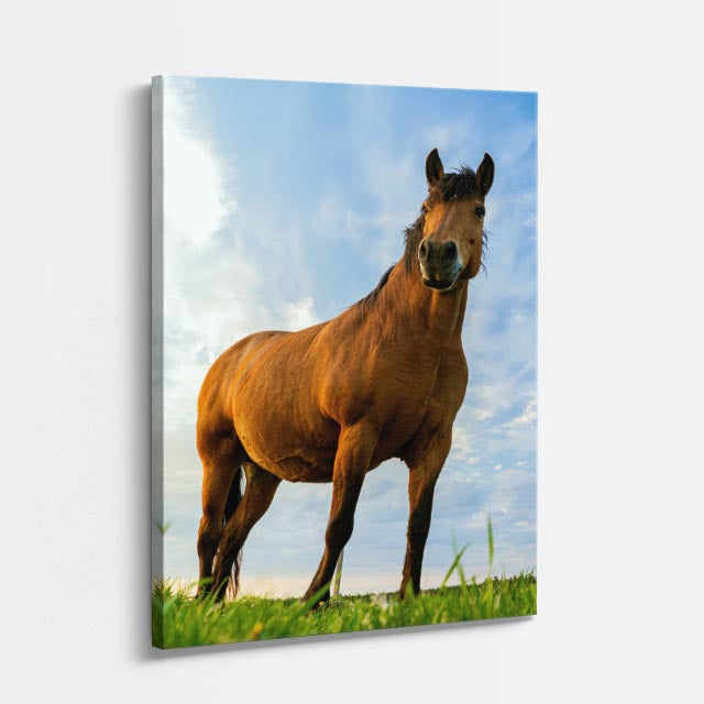 cuadro canvas vida salvaje caballo del campo vertical