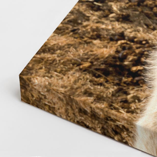 cuadro canvas vida salvaje crin de nieve vertical