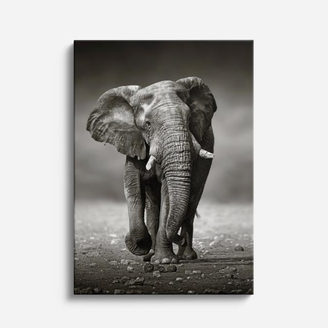 cuadro canvas vida salvaje elefante monocromo vertical