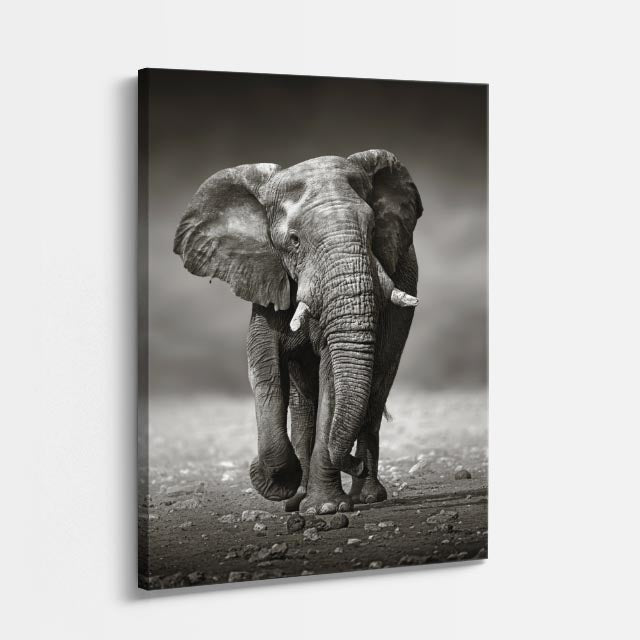 cuadro canvas vida salvaje elefante monocromo vertical