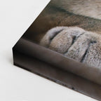 cuadro canvas vida salvaje puma sereno vertical